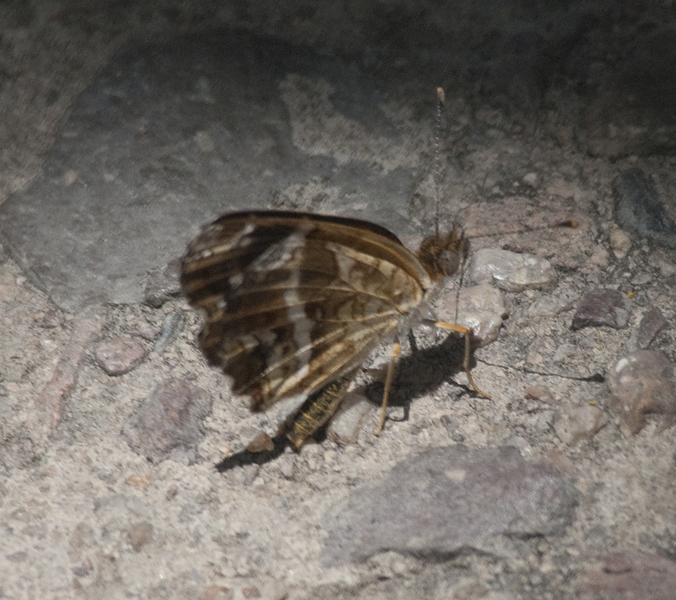 butterfly1586