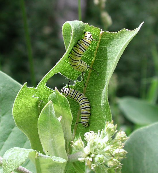 monarch_caterpillar