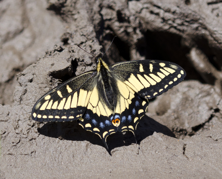 Papilio2818