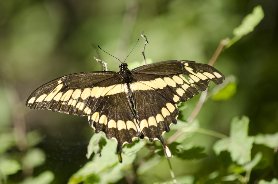 Papilio4261