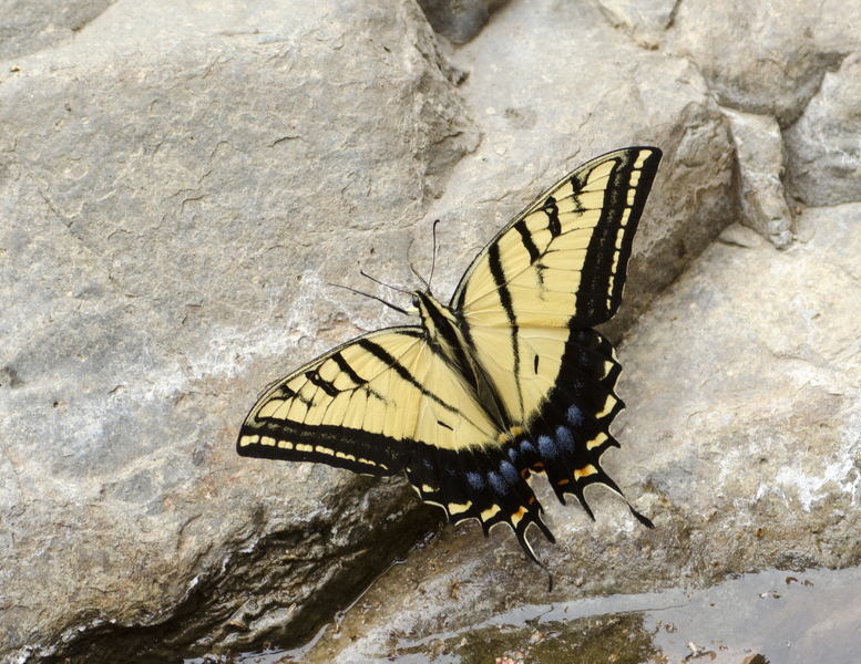 Papilio9174