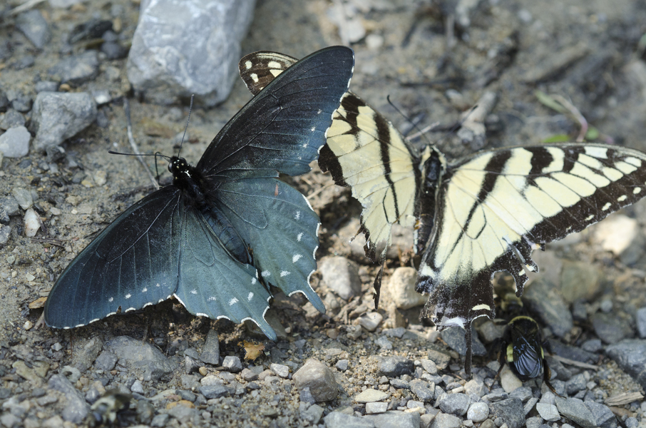 swallowtails3632