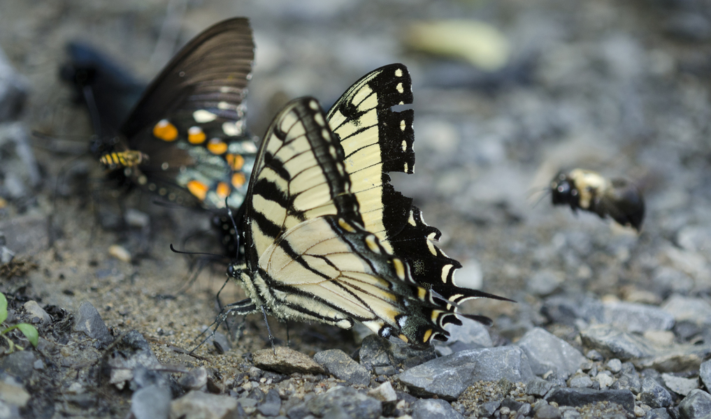 swallowtails_bee_3704