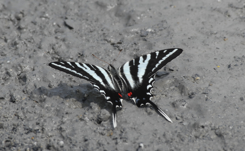 zebra_swallowtail5169