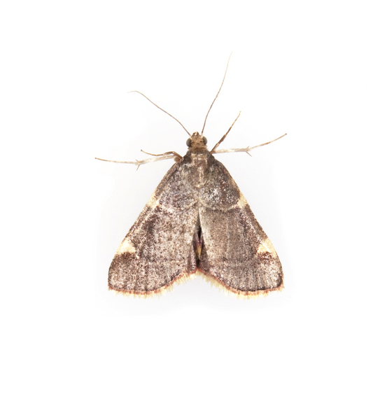 moth1783