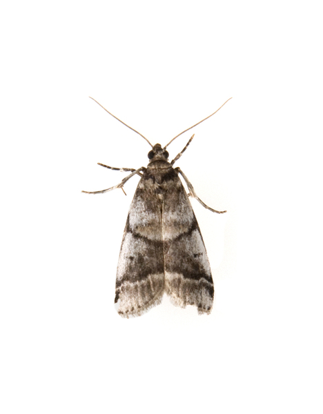 moth2259