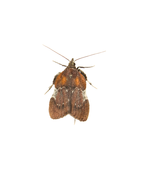 moth9288