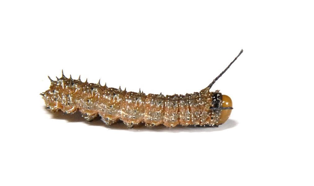 caterpillar4893