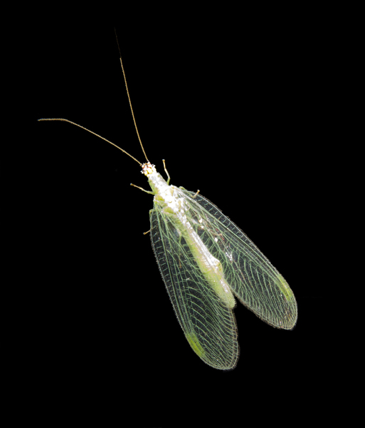 lacewing0905