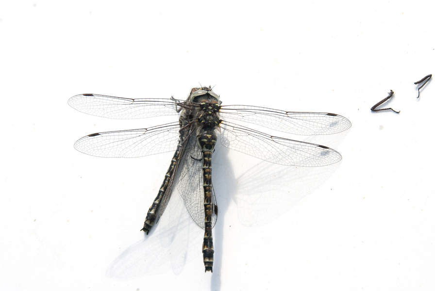 dragonflypredation1658