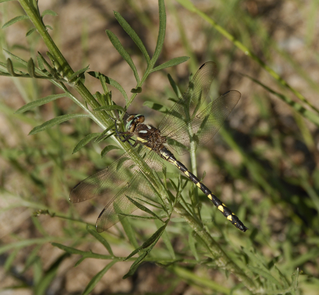 Cordulegaster maculata