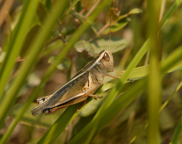 grasshopper0088