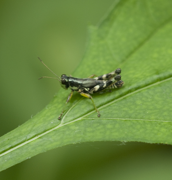 grasshopper1693