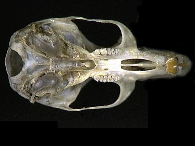Peromyscus leucopus