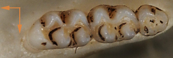 Peromyscus maniculatus