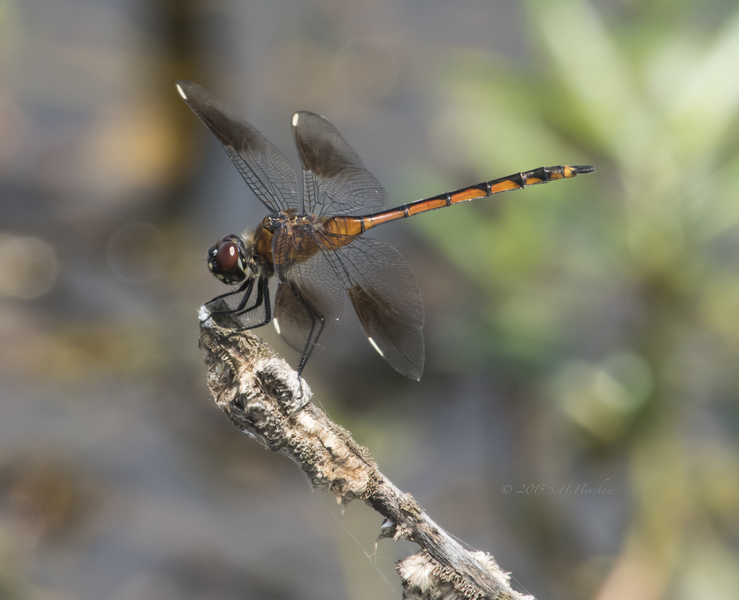 Four-spotted_Pennant_SHH_2640