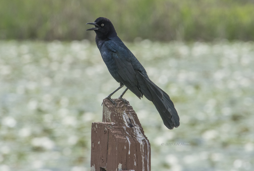 Great-tailed_Grackle_SHH_1960