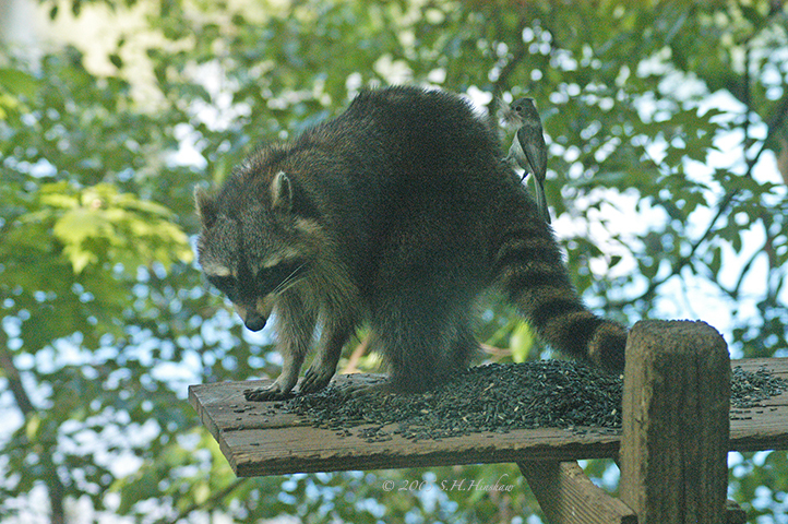 Raccoon-Titmouse-smallDSC_5243