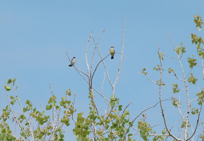 EandWkingbirds