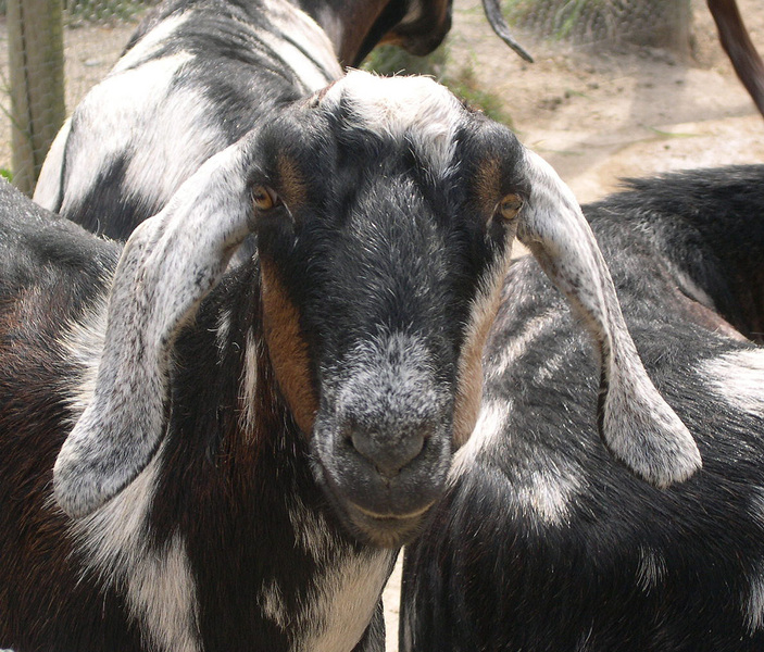 nubian_goats3