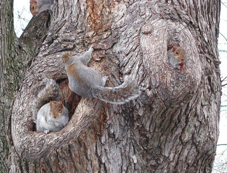 squirrelcondo