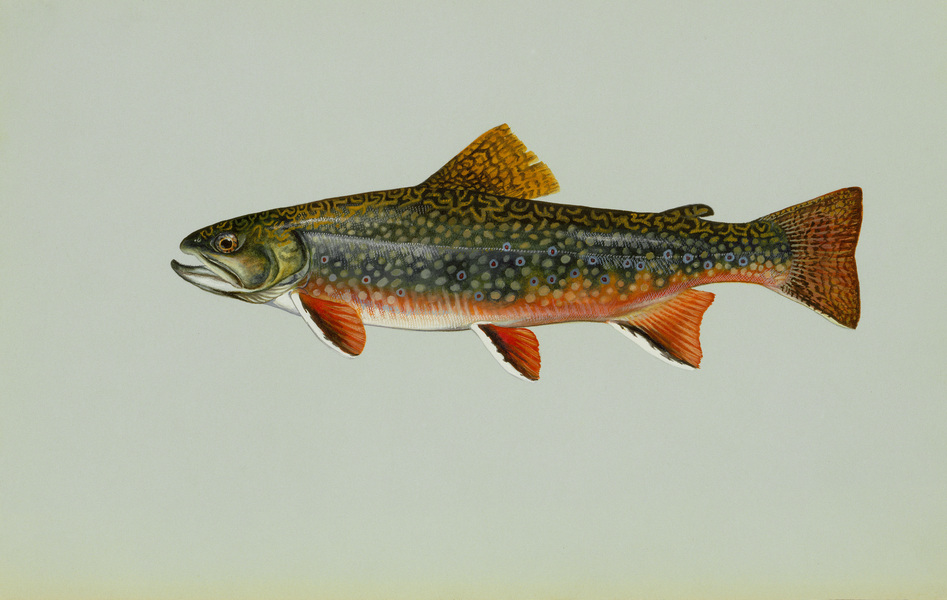 brooktrout2