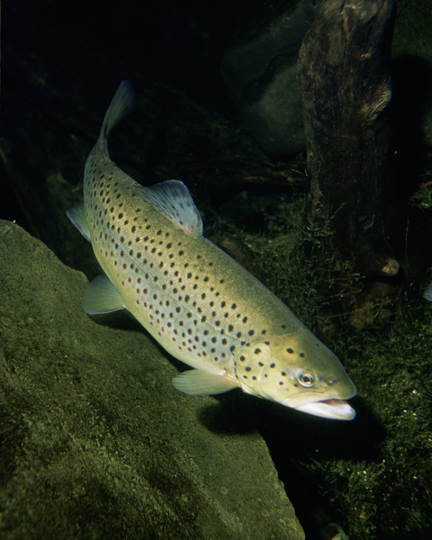 browntrout