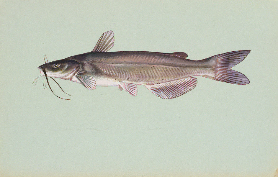 channelcatfish