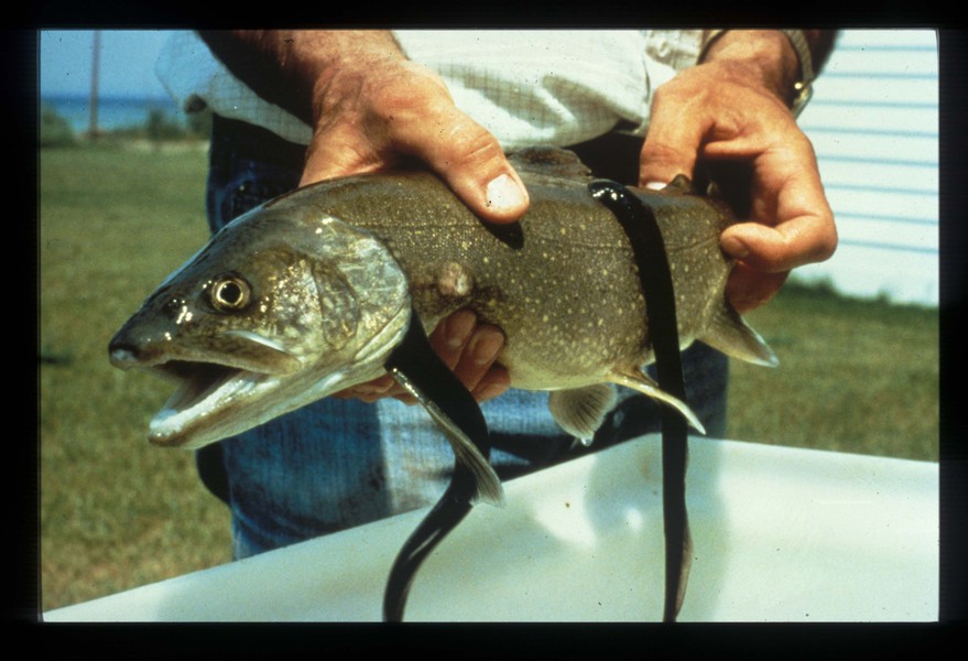 laketroutwithlampreys
