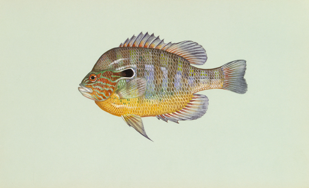 longearsunfish