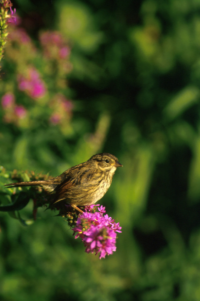 swampsparrow