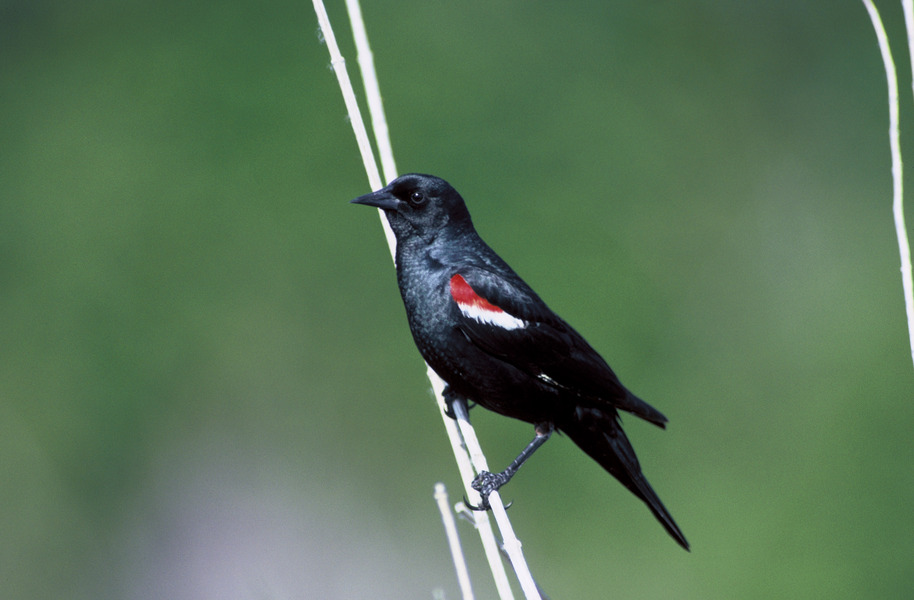 tricolorblackbird