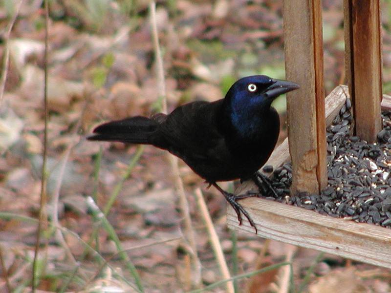 commongrackle