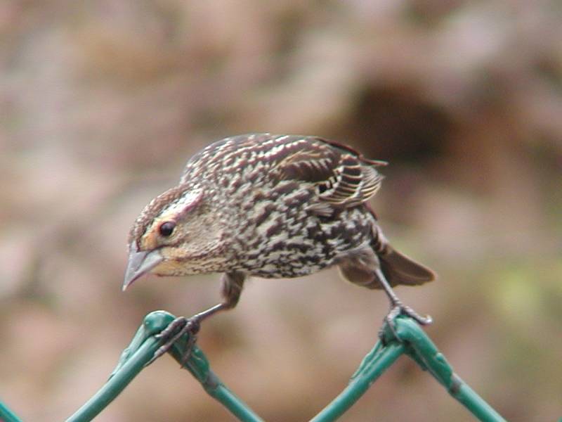 femaleredwingblackbird