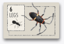 insects, 6legs