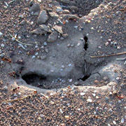 Photo of ant holes in empty lot