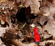 photo of hidden chipmunk burrow