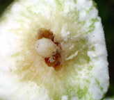 Photo of fly larva inside gall