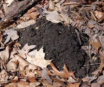 Photo of Mole burrow in leaf litter