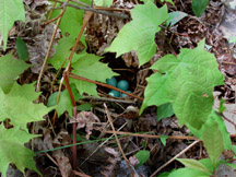 Photo of ovenbird nest