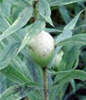 Photo of goldenrod gall (in summer)