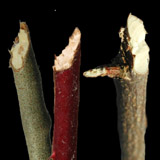 Photo of three twigs chewed on by rabbits