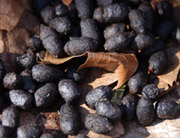 photo of White-tailed Deer scat