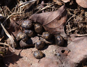 photo of Eastern Cottontail scat