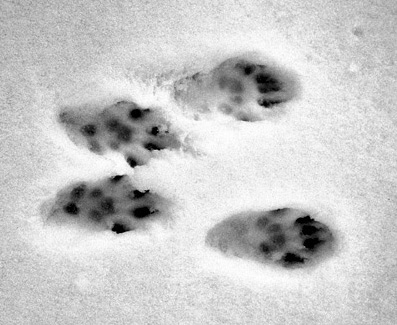 eastern fox squirrel tracks in snow