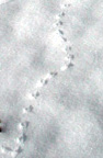 White-footed mouse tracks in snow