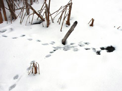 photo of muskrat tracks in snow, leading to hole in ice