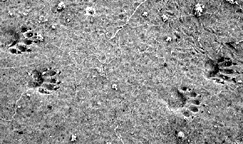 photo of raccoon tracks in sand