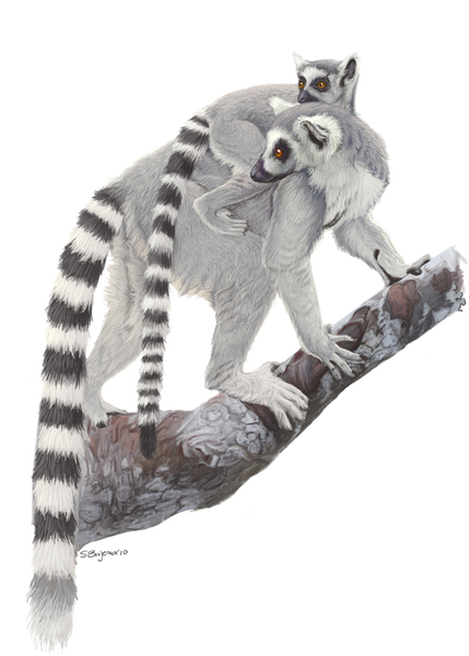 Lemur