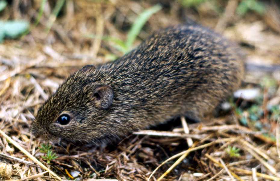 S.hispidus